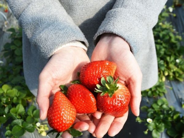 画像1: 3月8日（日）１４時〜愛知県豊田市　男性用　２０代中心 　（年代超えOK）　５人対５人程度　イチゴ狩り＆ケーキ会パーティー (1)