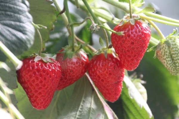 画像1: 2月14日（日）１４時〜岐阜県恵那市　男性用　３０代後半から４０代再婚・理解者中心 　（年代超えOK）　５人対５人程度　イチゴ狩り＆ケーキ会パーティー (1)