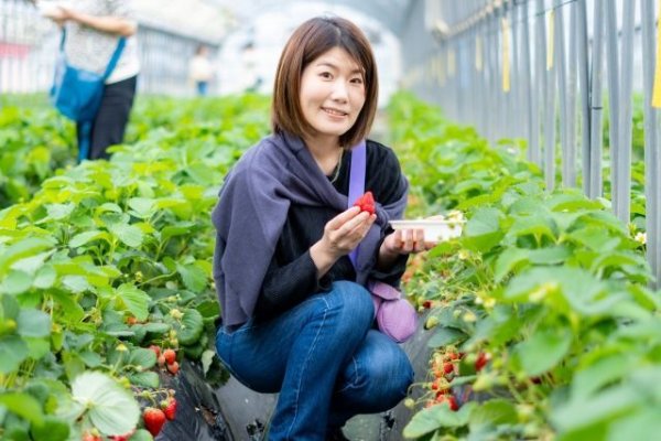 画像1: ５月１１日（土）１４時〜岐阜県関市　女性用　２０歳代後半から３０代前半中心 　（年代超えOK）　５人対５人程度　イチゴ狩り＆ケーキ会パーティー (1)