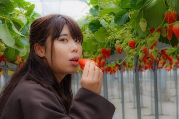 画像1: 1月15日（日）１４時〜岐阜県可児市　男性用　３０歳代中心 　（年代超えOK）　５人対５人程度　イチゴ狩り＆ケーキ会パーティー (1)