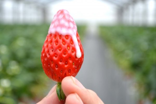 画像1: 1月7日（土）１４時〜愛知県大府市　女性用　２０歳代中心 　（年代超えOK）　５人対５人程度　イチゴ狩り＆ケーキ会パーティー (1)