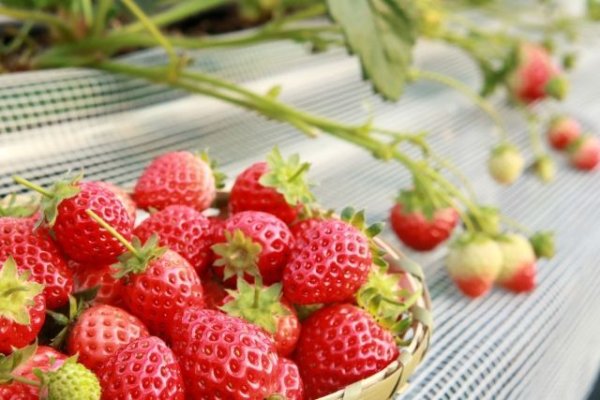 画像1: 1月１８日（土）１４時〜愛知県岡崎市　女性用　３０代中心 　（年代超えOK）　５人対５人程度　イチゴ狩り＆ケーキ会パーティー (1)