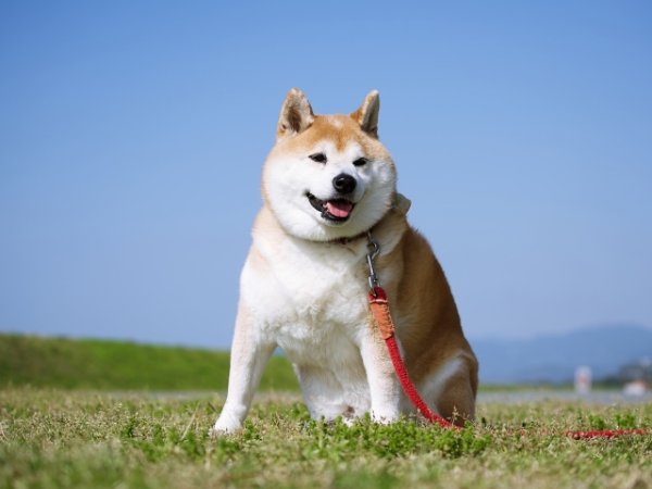 画像1: 10月4日（土）11:30〜14:30　女性用　婚活パーティー食事会 in愛知県高浜市 20代中心　男性5名女性5名程度　犬好き中心　（年代超えOK）〜1年以内に結婚を目指す男女のための特別な日〜少人数制だからこそ、じっくり話せてしっかり出会える！アットホームな婚活食事会 (1)