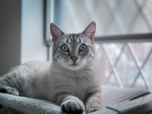 画像1: 11月23日（日）11:30〜14:30　女性用　婚活パーティー食事会 in岐阜県山県市 30代後半から40代再婚・理解者中心　男性5名女性5名程度　猫好き中心　（年代超えOK）〜1年以内に結婚を目指す男女のための特別な日〜少人数制だからこそ、じっくり話せてしっかり出会える！アットホームな婚活食事会 (1)