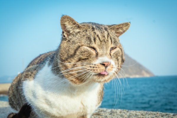 画像1: 12月6日（土）11:30〜14:30　男性用　婚活パーティー食事会 in岐阜県山県市 20代中心　男性5名女性5名程度　猫好き中心　（年代超えOK）〜1年以内に結婚を目指す男女のための特別な日〜少人数制だからこそ、じっくり話せてしっかり出会える！アットホームな婚活食事会 (1)