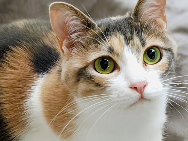 画像1: 11月16日(日)11:30〜14:30 男性用 婚活パーティー食事会 in岐阜県山県市 30代中心 男性5名女性5名程度 猫好き中心 (年代超えOK)〜1年以内に結婚を目指す男女のための特別な日〜少人数制だからこそ、じっくり話せてしっかり出会える!アットホームな婚活食事会 (1)