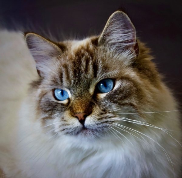 画像1: 11月15日(土)11:30〜14:30 男性用 婚活パーティー食事会 in岐阜県山県市 30代中心 男性5名女性5名程度 猫好き中心 (年代超えOK)〜1年以内に結婚を目指す男女のための特別な日〜少人数制だからこそ、じっくり話せてしっかり出会える!アットホームな婚活食事会 (1)