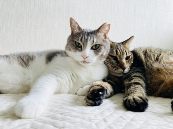 画像1: 11月23日(日)11:30〜14:30 男性用 婚活パーティー食事会 in岐阜県山県市 30代後半から40代再婚・理解者中心 男性5名女性5名程度 猫好き中心 (年代超えOK)〜1年以内に結婚を目指す男女のための特別な日〜少人数制だからこそ、じっくり話せてしっかり出会える!アットホームな婚活食事会 (1)