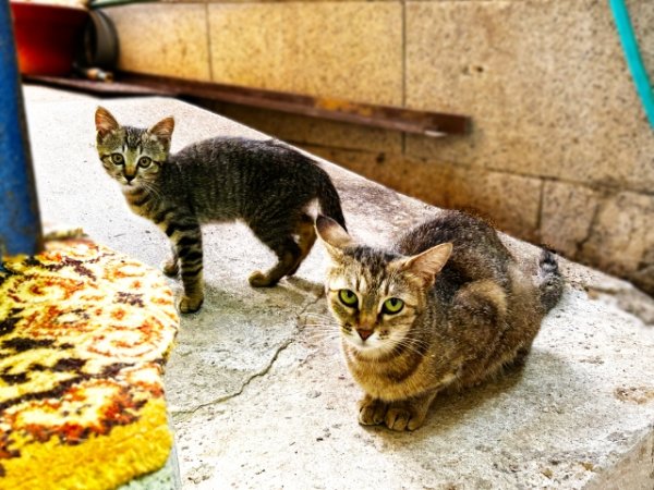 画像1: 11月9日(日)11:30〜14:30 男性用 婚活パーティー食事会 in岐阜県山県市 20代後半から30代前半中心 男性5名女性5名程度 猫好き中心 (年代超えOK)〜1年以内に結婚を目指す男女のための特別な日〜少人数制だからこそ、じっくり話せてしっかり出会える!アットホームな婚活食事会 (1)