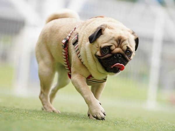 画像1: 1月17日（土）11:30〜14:30　男性用　婚活パーティー食事会 in岐阜県多治見市 30代中心　男性5名女性5名程度　犬好き中心　（年代超えOK）〜1年以内に結婚を目指す男女のための特別な日〜少人数制だからこそ、じっくり話せてしっかり出会える！アットホームな婚活食事会 (1)