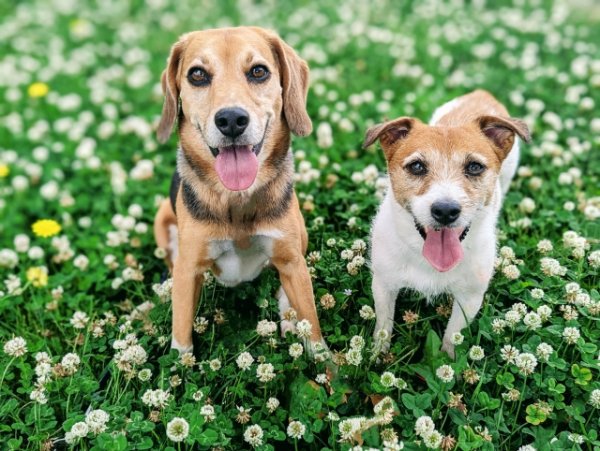 画像1: 1月24日（土）11:30〜14:30　女性用　婚活パーティー食事会 in愛知県小牧市 40代中心　男性5名女性5名程度　犬好き中心　（年代超えOK）〜1年以内に結婚を目指す男女のための特別な日〜少人数制だからこそ、じっくり話せてしっかり出会える！アットホームな婚活食事会 (1)