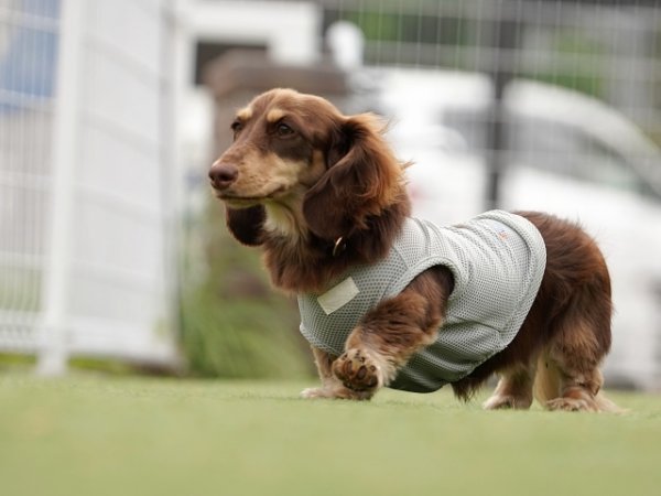 画像1: 1月17日（土）11:30〜14:30　女性用　婚活パーティー食事会 in岐阜県多治見市 30代中心　男性5名女性5名程度　犬好き中心　（年代超えOK）〜1年以内に結婚を目指す男女のための特別な日〜少人数制だからこそ、じっくり話せてしっかり出会える！アットホームな婚活食事会 (1)