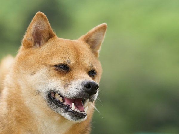 画像1: 4月11日（土）18:30〜21:30　女性用　婚活パーティー食事会 in岐阜県恵那市 30代中心　男性5名女性5名程度　犬好き中心　（年代超えOK）〜1年以内に結婚を目指す男女のためのアットホームな婚活食事会 (1)